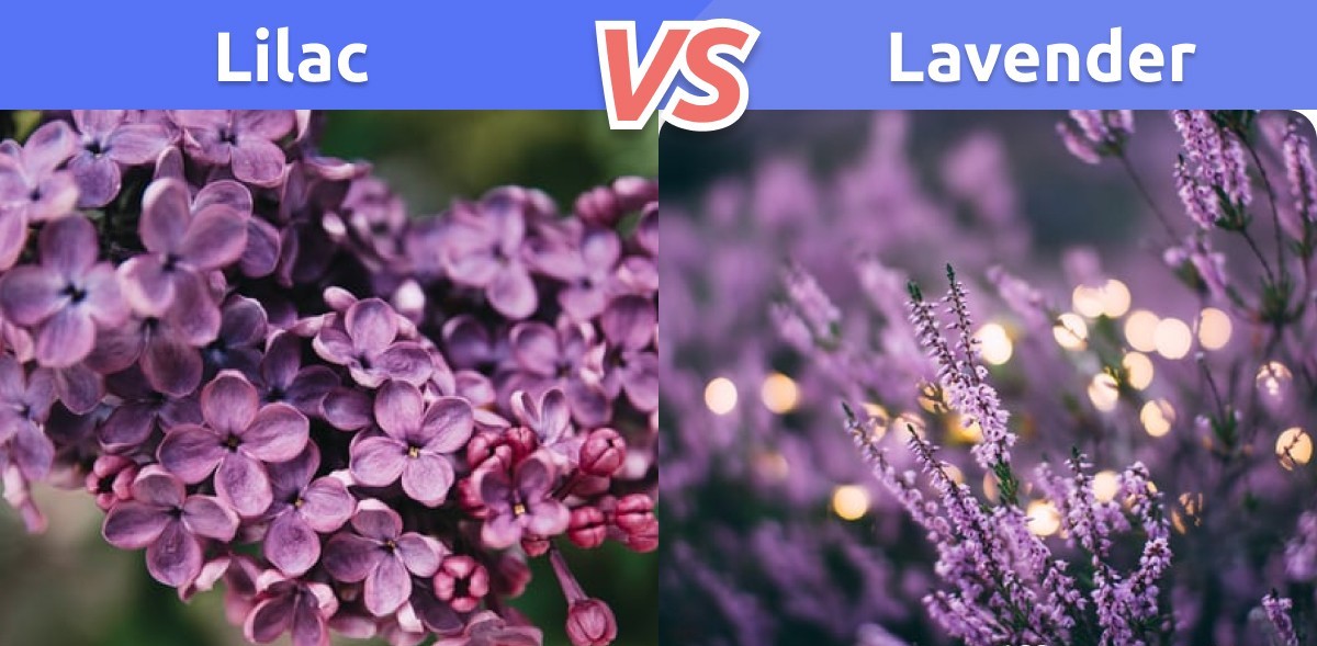 Lilac vs Lavender 