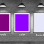 Lavender vs Purple 1